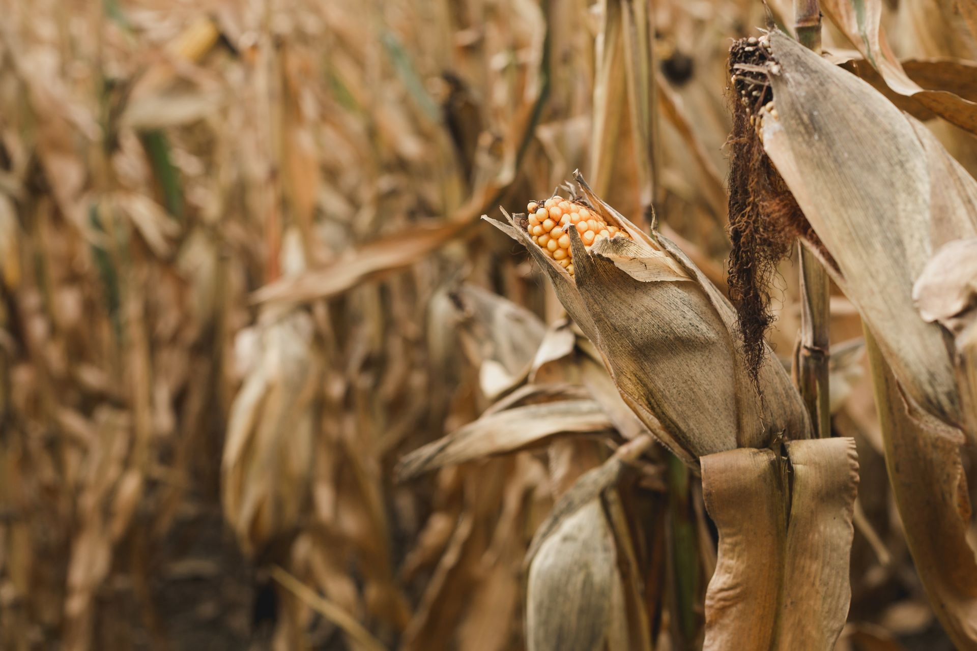 ubs-launches-credit-card-made-of-corn