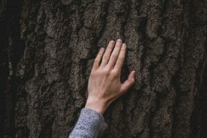 Discover Adds Carbonfund.org Cash Back Redemption Option