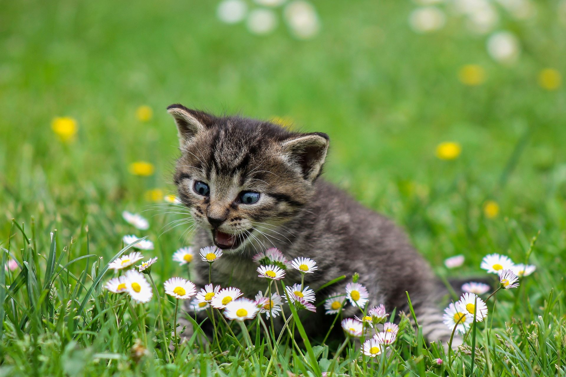 Feature image best pet credit cards